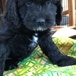 Australian Labradoodle Puppies from Blue Opal Labradoodles