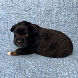 Breeze - Black tri-color female Australian Shepherd puppy in Olivehurst, California from Double M Aussies