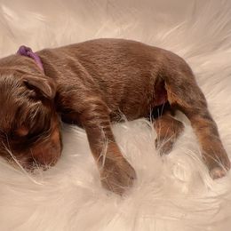 Dark Purple collar female - Red and rust female Doberman Pinscher puppy in Fostoria, Michigan from Jensen Dobermans and Dachshunds