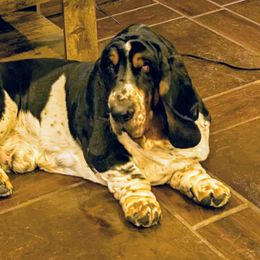 Basset Hounds from High Desert Hounds UT