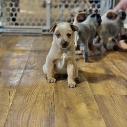 Boy 2 - Red mottled male Australian Cattle Dog puppy in Carthage, Missouri from MO Morningstar Heelers