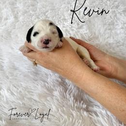 Kevin - Black and chalk male Australian Labradoodle puppy in Oregon from Forever Loyal Labradoodles