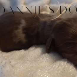 Aper - Fawn (isabella) and cream male Dachshund puppy in Hiddenite, North Carolina from Dannie's Doxies