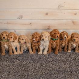 Goldendoodle and Poodle Puppies from Krispy Doodles