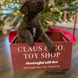 Aussiedoodle Puppies from White River Doodles