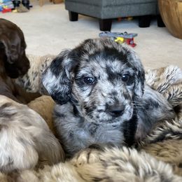 Angela - Merle female Labradoodle puppy in Anaconda, Montana from Daisy's Labradoodles