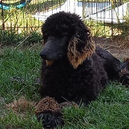 Lulu - Poodle