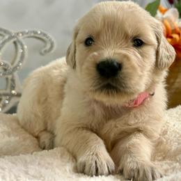 Lulu - Light golden female Golden Retriever puppy in Doniphan, Missouri from Stockford’s Golden Retrievers