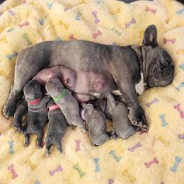 French Bulldog puppies from Zoomie Time Frenchies