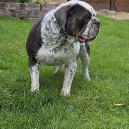 Helga - Olde English Bulldogge