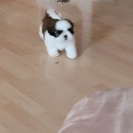 Shih Tzu Puppies from Dee-Jay's Shihtzu