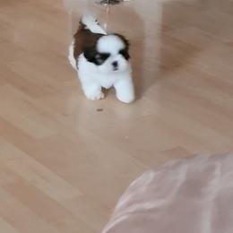 Shih Tzu Puppies from Dee-Jay's Shihtzu