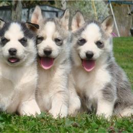 Pomsky and Siberian Husky Puppies from Hudson’s Huskies & Pomskies