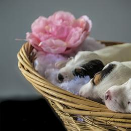 Jack Russell Terriers from Avalanche Acres