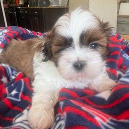 Shih Tzus from Shih Tzu Jewels of Cocoa