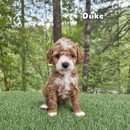 Duke - Red  male Goldendoodle puppy in Roseburg, Oregon from Dbos Furry Friends