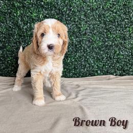 Brown Boy - Red male Bernedoodle puppy in Modesto, California from Two Doods Doodles