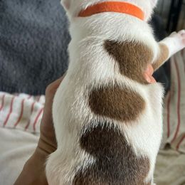 Staffordshire Bull Terrier Puppies from 1LoveStaffies-Hawaii