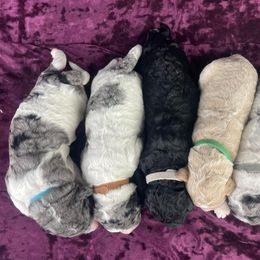 Goldendoodle Puppies from Deborah’s Doodles