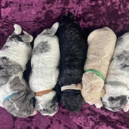Goldendoodle Puppies from Deborah’s Doodles