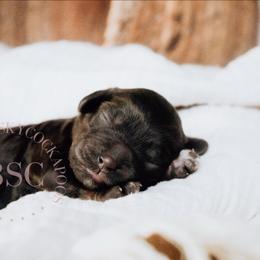 White girl - Brown and tan female Cockapoo puppy in Missoula, Montana from Big Sky Cockapoos