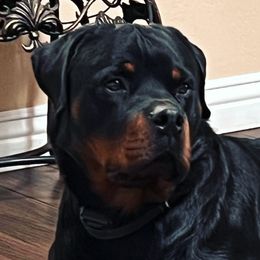 Ivar - Rottweiler