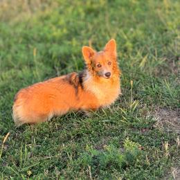 Pippa - Pembroke Welsh Corgi