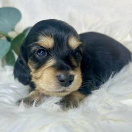 Black and Cream - Black and cream male Dachshund puppy in Nampa, Idaho from Long_and_Low_Dachshunds