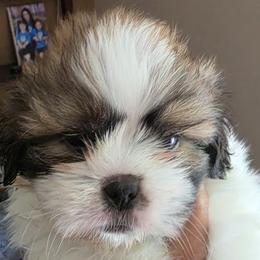 Shih Tzus from ROYAL SHIHTZUS
