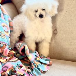 Whippie - Poodle