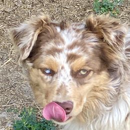 Sis - Miniature Australian Shepherd