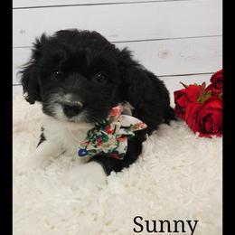 Sunny - Black and white female Sheepadoodle puppy in Farley, Iowa from Iowa's Doodle Co.