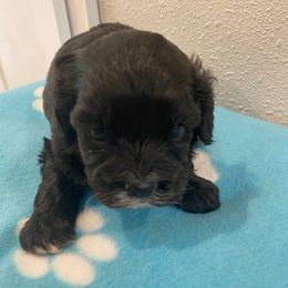 Theo - Black and white male Cockapoo puppy in Brookings, South Dakota from Hofer Pups