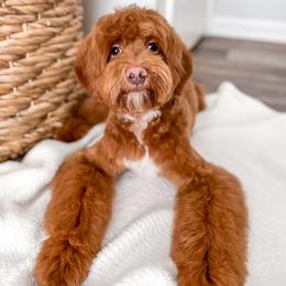 Fennec - Goldendoodle