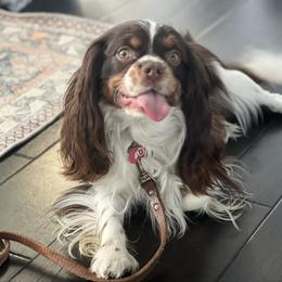 Ruger - Cavalier King Charles Spaniel