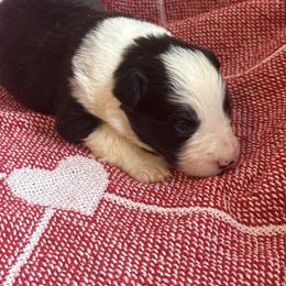 Echo - Black and white female Border Collie puppy in Mckinney, Texas from Border Collies of Ruidoso