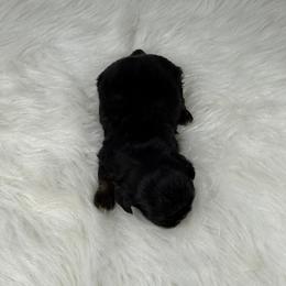 Israel - Chocolate male Shih Tzu puppy in Columbia, Kentucky from Lisa Bandy Luxe Shih Tzu