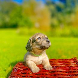Dachshund Puppies from Northwest Dachshunds
