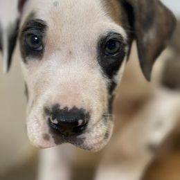 Godfrey - Harlequin male Great Dane puppy in Hutchinson, Kansas from Dappled Danes