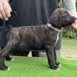 Brindle M - Brindle male Mountain Cur puppy in Georgetown, Ohio from Walnut Ridge Mountain Curs