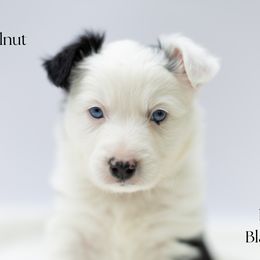 Hazelnut - Black tri male Miniature Australian Shepherd puppy in Wooster, Ohio from Kari's Mini Aussies