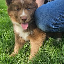 Bear - Red and white male Siberian Husky puppy in Louisville, Kentucky from Wild Hunt Huskies