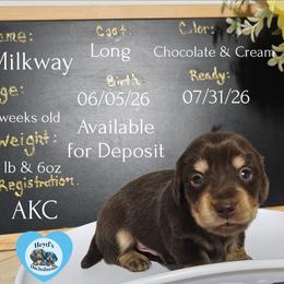 Milkyway - Chocolate and cream male Dachshund puppy in Hoquiam, Washington from Heyd's Mini Dachshunds
