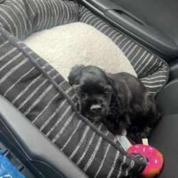 Cocker Spaniel Puppies from Hunt Crest Cockers