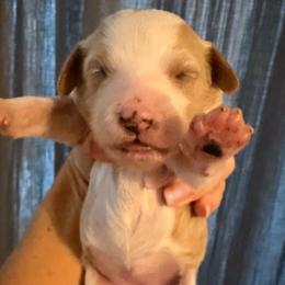 Girl 1 - Parti female Goldendoodle puppy in Bradenton, Florida from Christianna’s Mini Goldendoodles