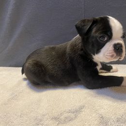 Boston Terrier Puppies from Misty Mountain Boston Terriers