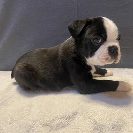 Boston Terrier Puppies from Misty Mountain Boston Terriers