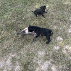 Vietnamese Phu Quoc Ridgeback Puppies from Phu Quoc Ridgebacks of Mississippi