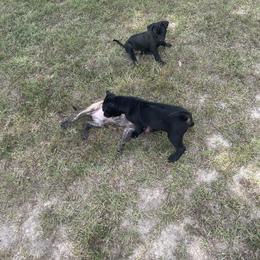 Vietnamese Phu Quoc Ridgeback Puppies from Phu Quoc Ridgebacks of Mississippi