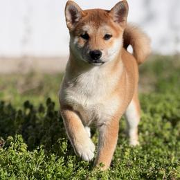 Yuzu Red Girl - Red female Shiba Inu puppy in Neosho, Missouri from Sunny Terrace Shibas
